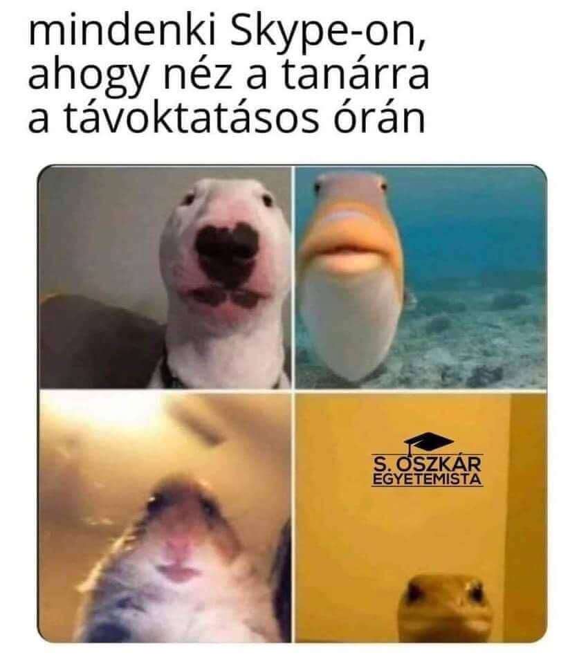 skype - Amikor a Covid miatt ránk zárták a sulikat… - Fülöp Hajnalka